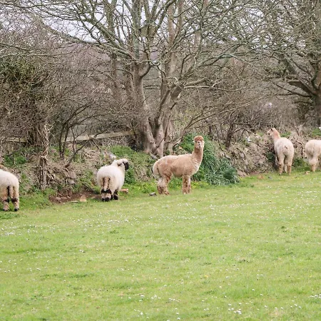 Woolly Welcome, Penzance
